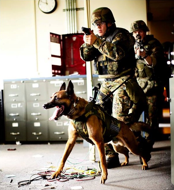 K9 Storm patrol swat vest. © K9 Storm